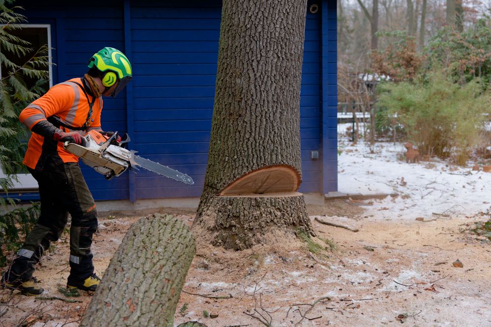 Arborist bereitet den Rückschnitt (Back Cut) für die kontrollierte Fällung vor