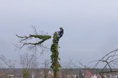 Baumkletterer hat die Baumspitze erfolgreich abgetragen