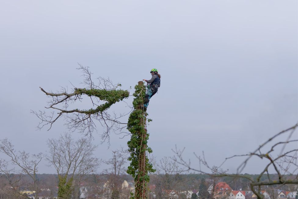 Baumkletterer hat die Baumspitze erfolgreich abgetragen