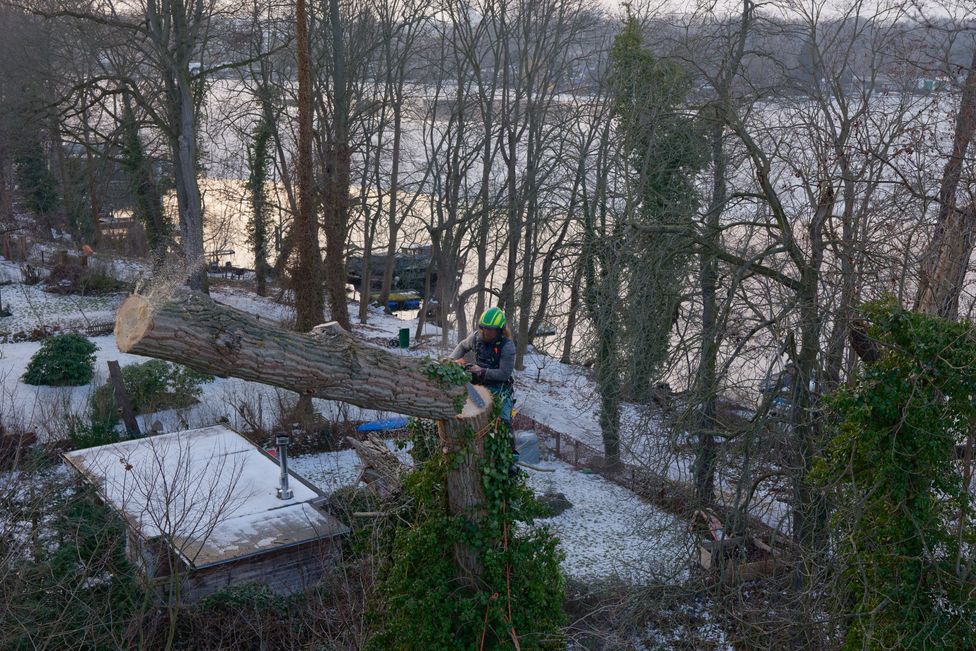 Baumkletterer entfernt mit Motorsäge und Steigeisen einen Teil des Baumstamms bei der Baumfällung in Berlin