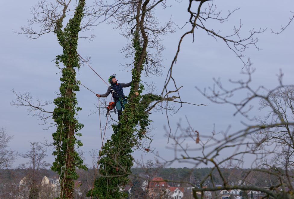 Baumkletterer im oberen Kronenbereich sucht einen geeigneten Anschlagpunkt für eine Riggingrolle zur kontrollierten Astabtragung