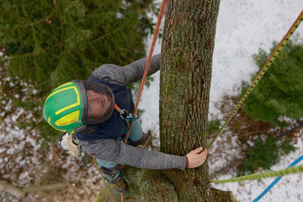 Baumkletterer steigt per SRS/Einfachseiltechnik (SRT) im Baum auf – Baumpflege in Berlin