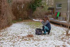 Baumkletterer installiert eine Wurfleine zur Vorbereitung des Seilzugangs