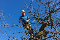 Baumkletterer oben im Kirschbaum beim Schnitt