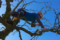 Baumkletterer sägt einen Ast am Kirschbaum mit der Handsäge ab