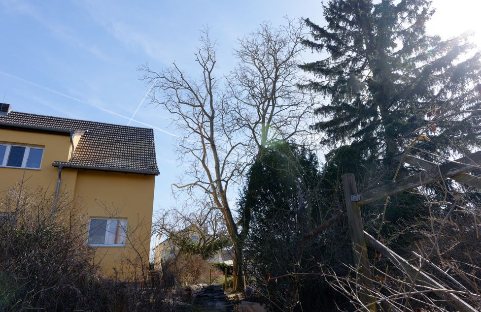 Walnussbaum in Berlin-Marzahn nach der Kronenpflege