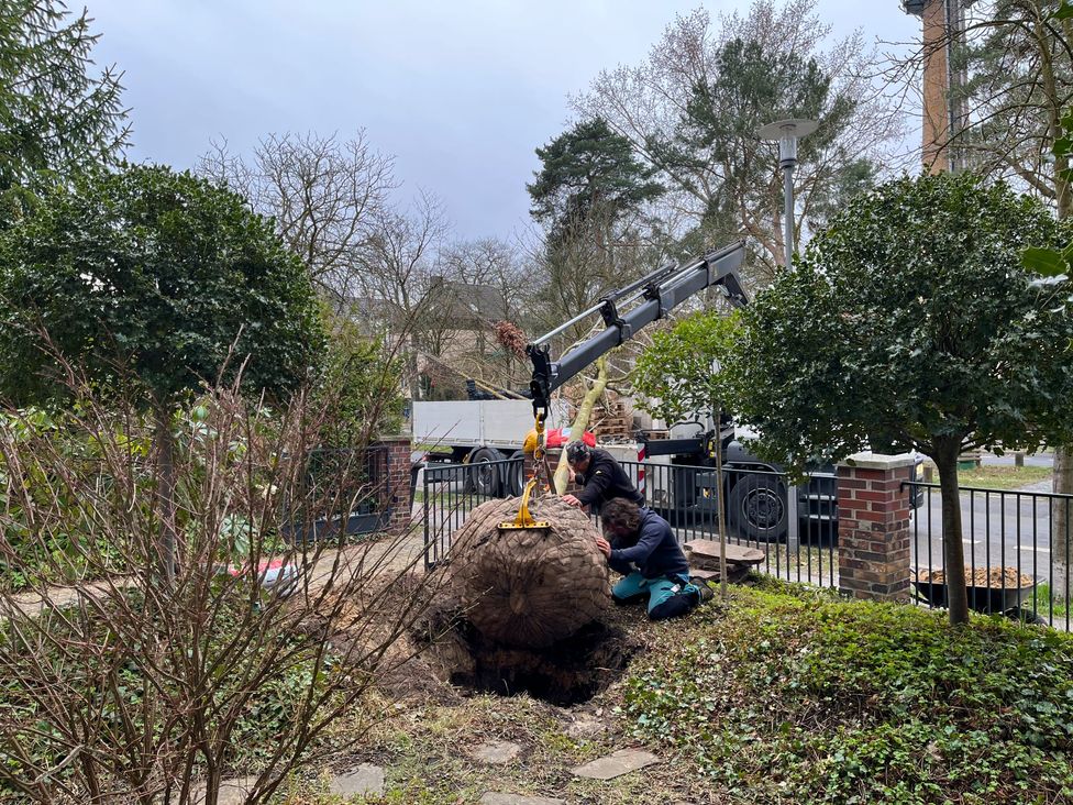 Pflanzung einer Platane in Berlin-Pankow