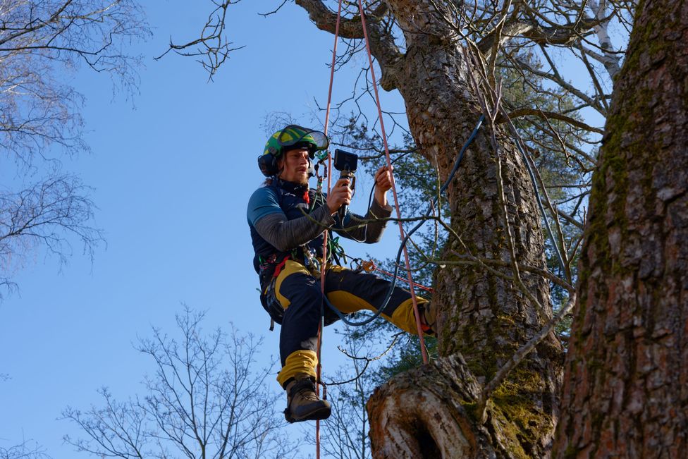 Endoskop-Inspektion von Hohlräumen im Baum in Berlin-Spandau