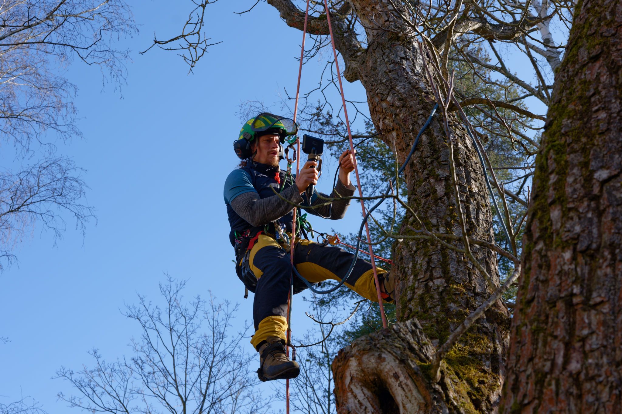 Arborist untersucht eine Baumhöhle mit einem Endoskop in Berlin