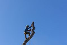 Baumkletterer hat ein Stammstück des Walnussbaums in Berlin-Spandau abgesägt