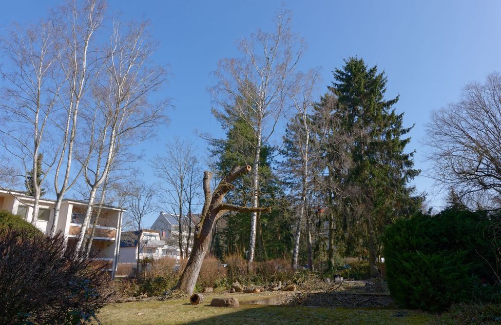 Standort des Walnussbaums in Berlin-Spandau nach der Fällung