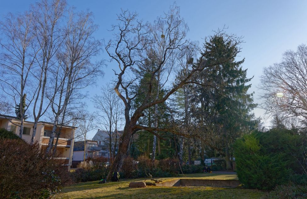Walnussbaum in Berlin-Spandau vor der Fällung