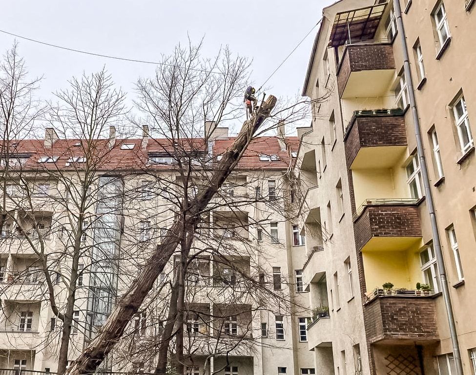 Baumkletterer arbeitet an der Spitze eines sturmgeschädigten Baums in einem Innenhof zwischen Wohnhäusern