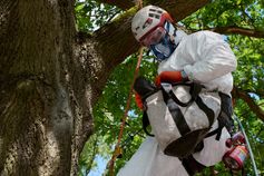 Baumkletterer bereitet Ausrüstung in unmittelbarer Nähe eines Eichenprozessionsspinner-Nests vor – Berlin