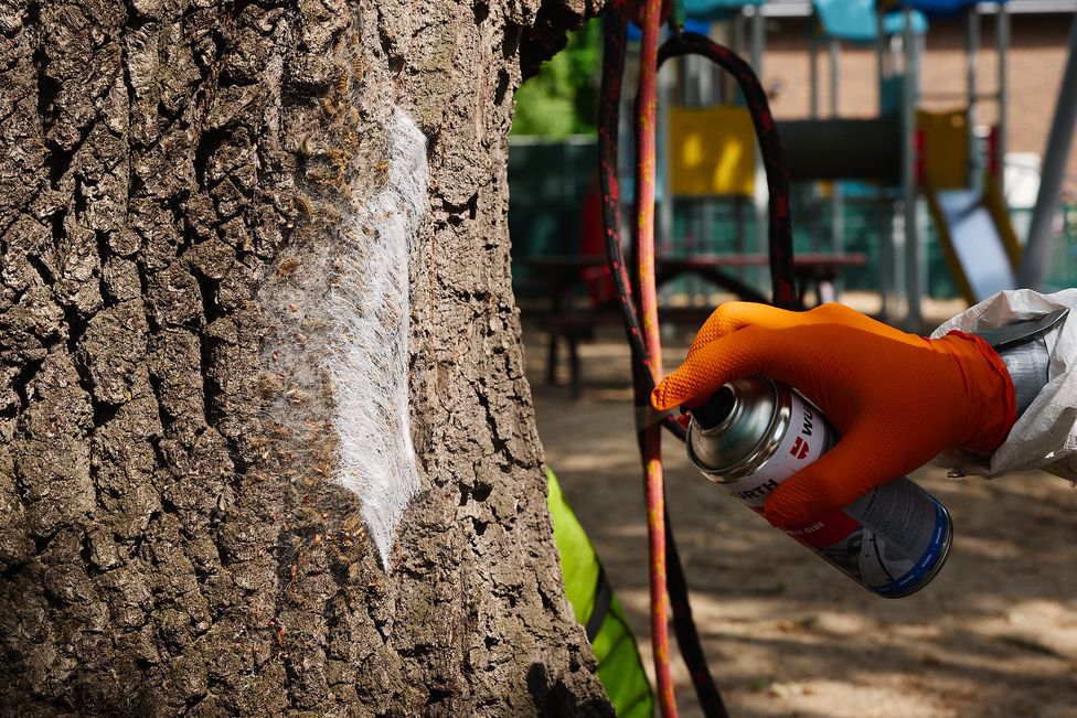 Nahaufnahme eines Eichenprozessionsspinner-Nests, mit Sprühkleber fixiert vor der Entfernung