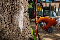 Nahaufnahme eines Eichenprozessionsspinner-Nests, mit Sprühkleber fixiert vor der Entfernung