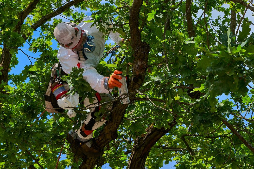 Baumkletterer sprüht Kleber auf ein Eichenprozessionsspinner-Nest im Kronendach der Eiche – Berlin